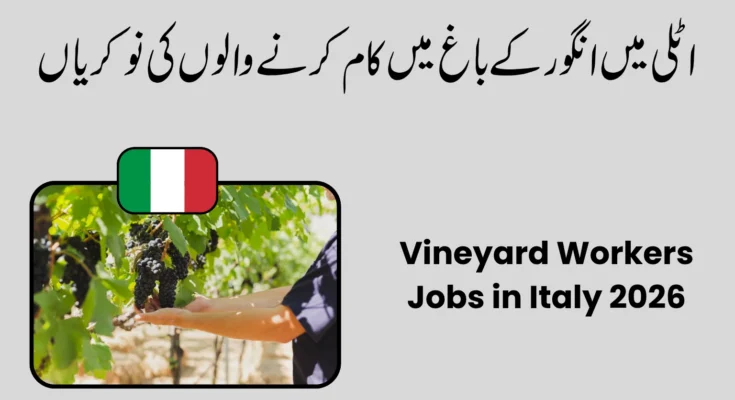Vineyard Workers Jobs in Italy